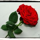 red rose