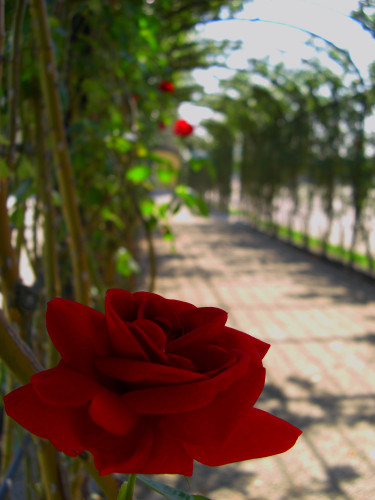 Red rose