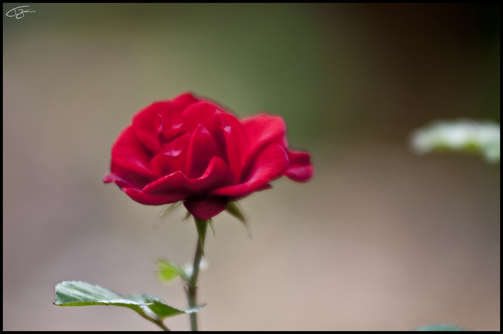 Red Rose