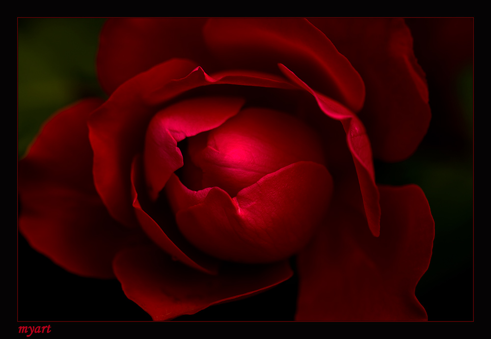 red Rose.....