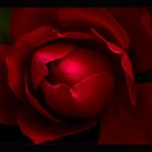 red Rose.....