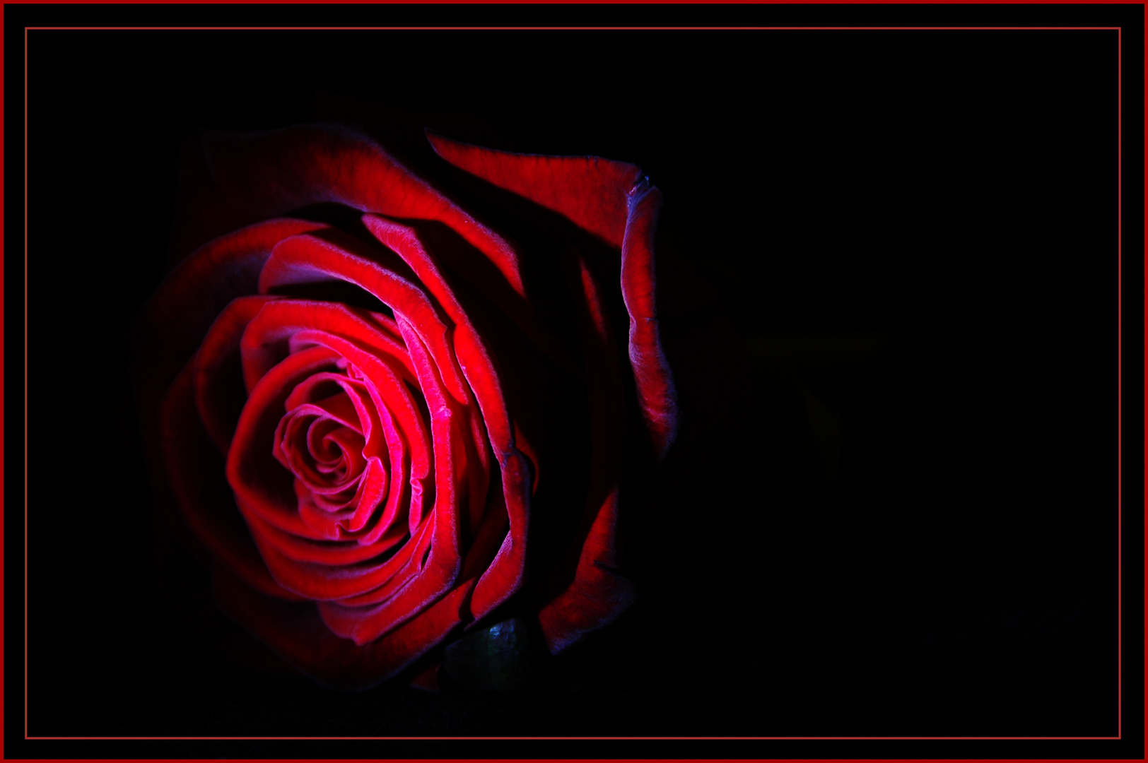 *red rose*