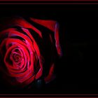 *red rose*