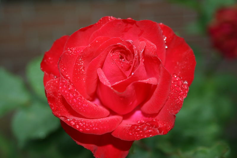 Red Rose