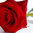 Red Rose...