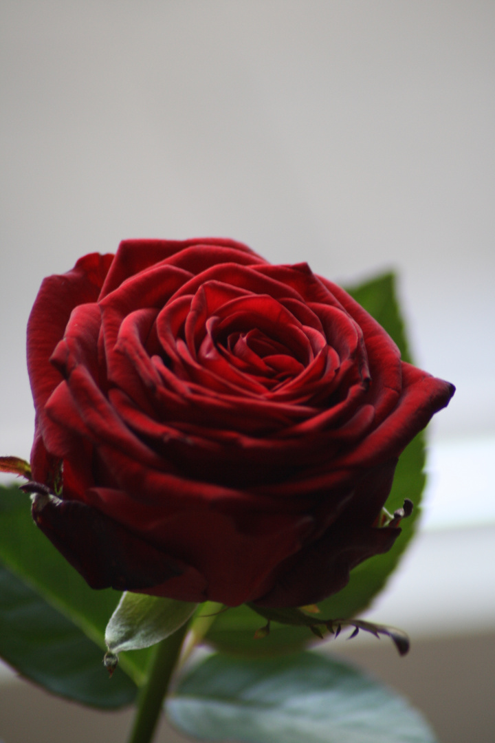 Red Rose