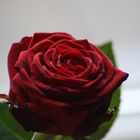 Red Rose