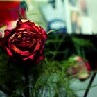 Red Rose