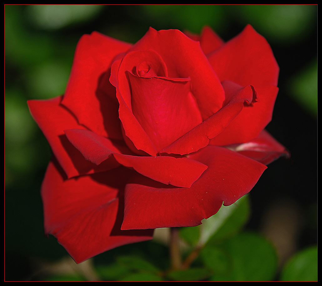 Red Rose