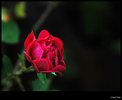 RED ROSE