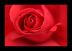 Red Rose Again