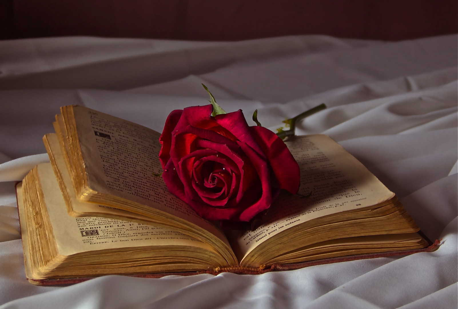 Red rose and a book