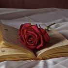 Red rose and a book