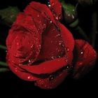 red rose and water