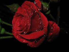 red rose and water