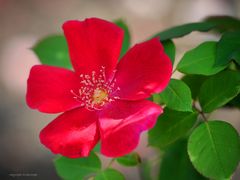 red rose.....