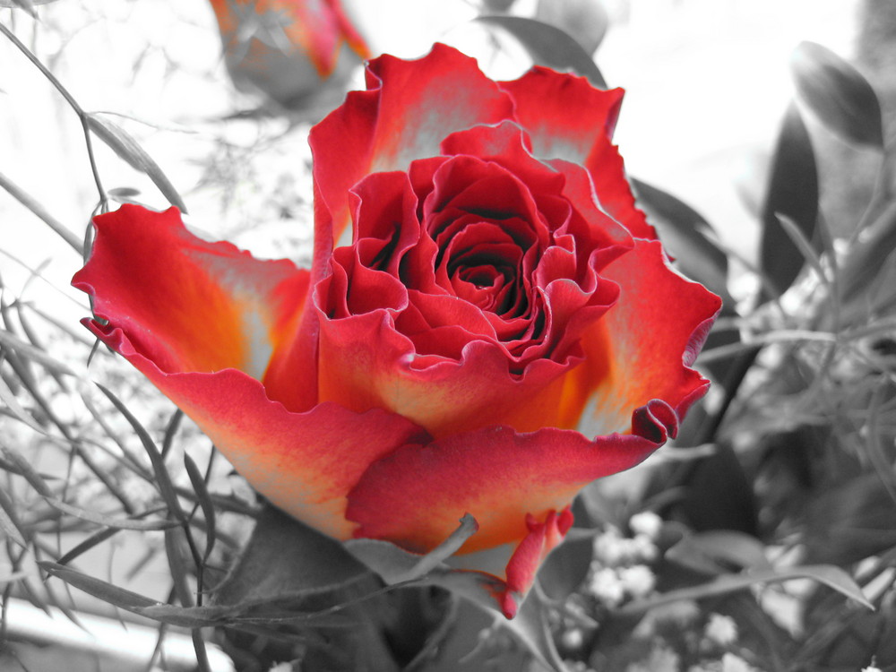 red rose