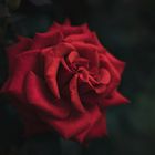 Red Rose