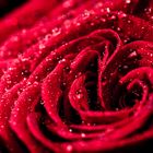 Red Rose