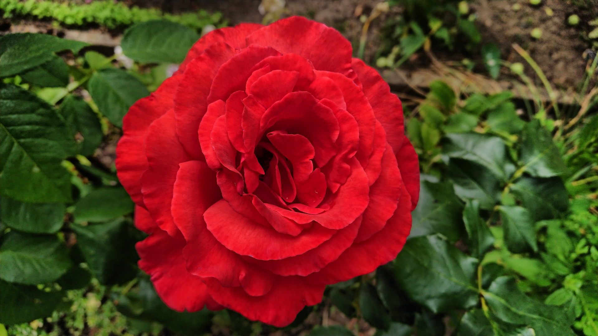 Red Rose Bauernrose