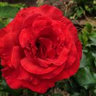 Red Rose Bauernrose