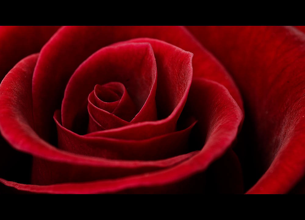 Red Rose von Rueti 