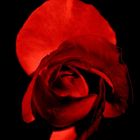 Red rose..