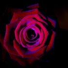 Red Rose by Maus