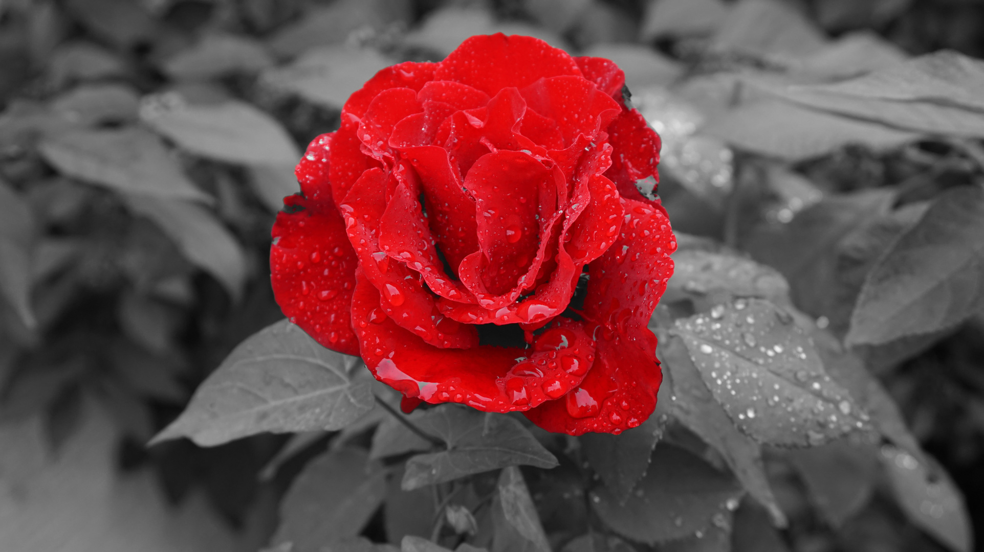 Red Rose