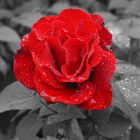 Red Rose