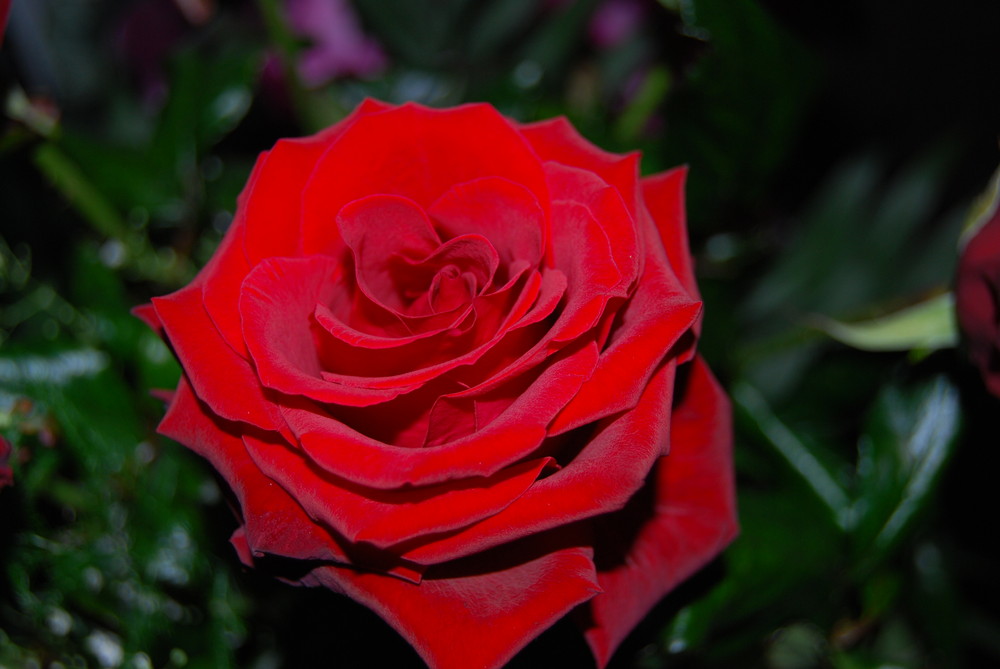 red rose