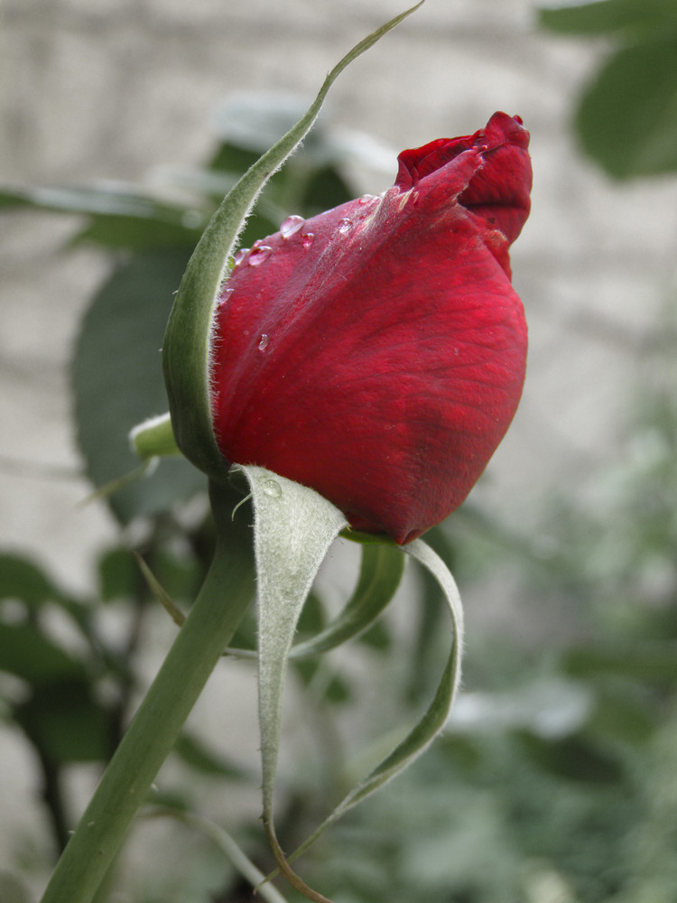 Red Rose