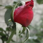 Red Rose