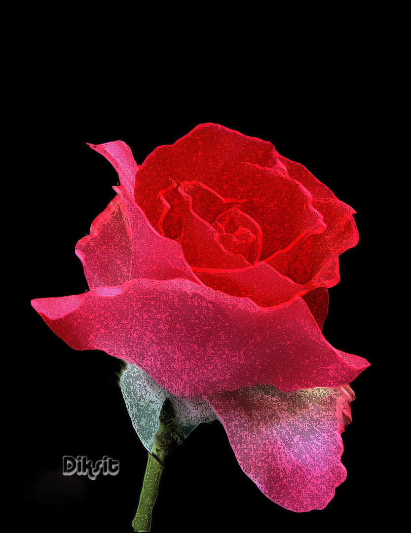 Red Rose