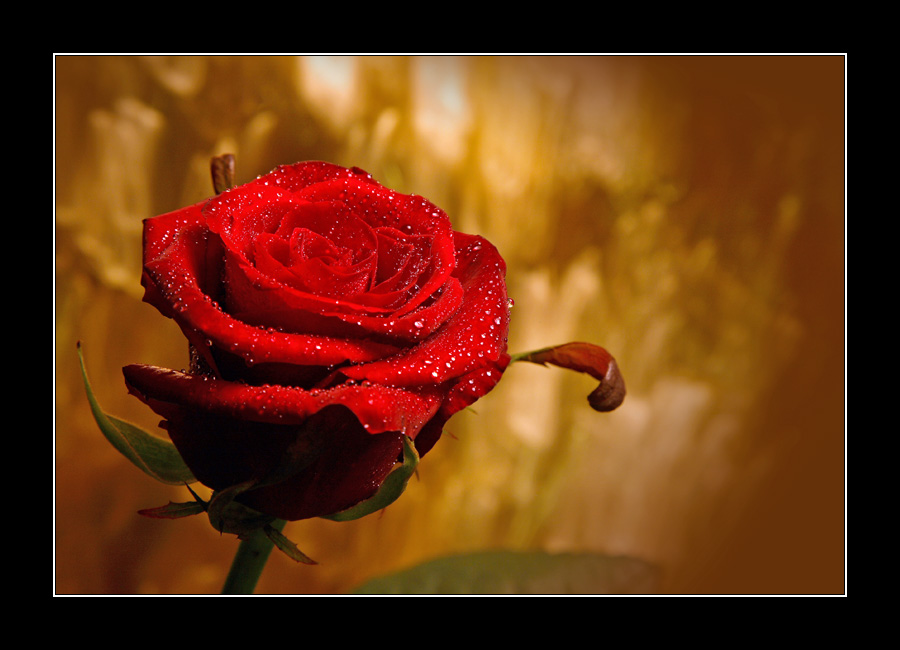 Red Rose