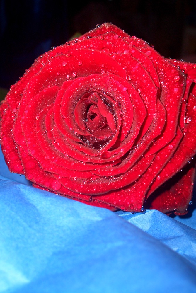 Red Rose!