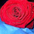 Red Rose!