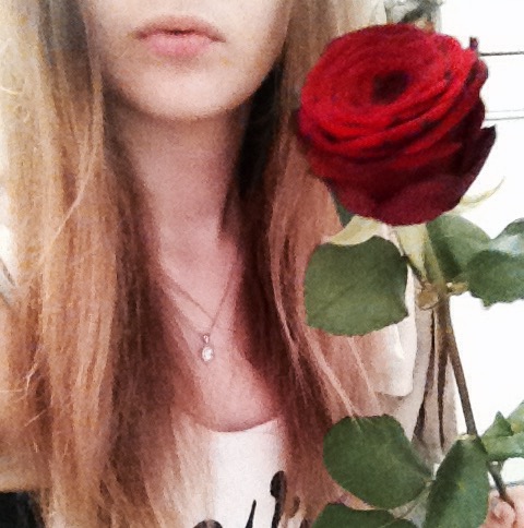 red rose 