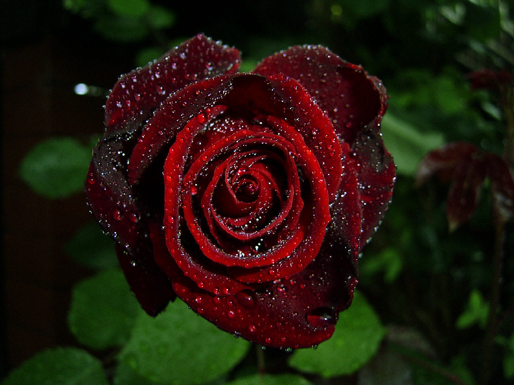 Red Rose