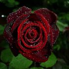 Red Rose