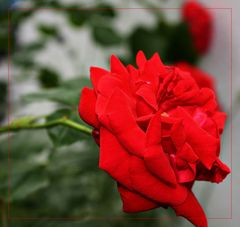 red Rose