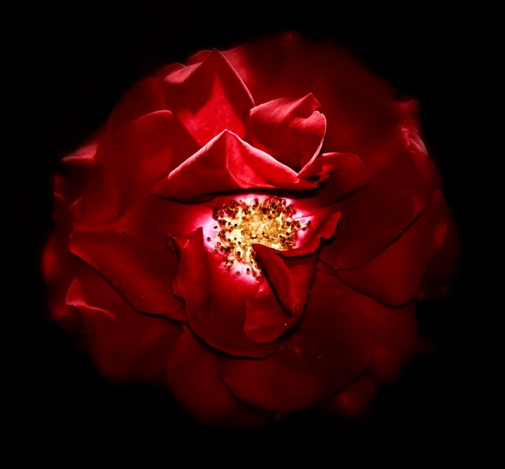 Red Rose...