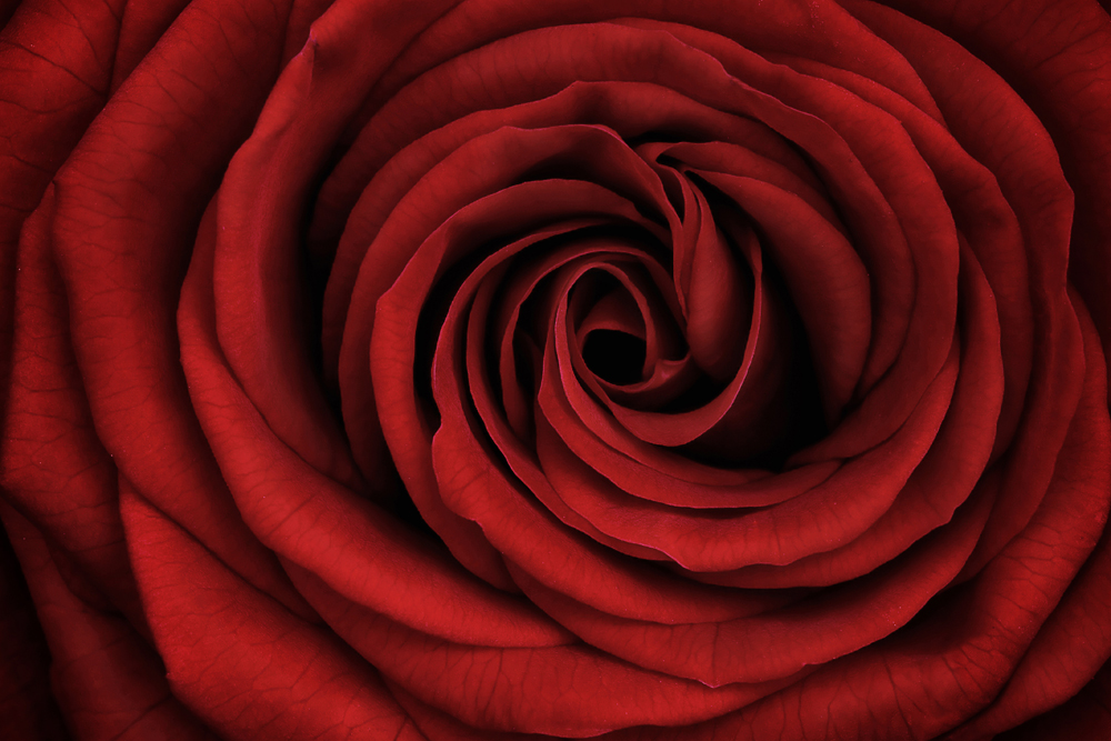 ~ red rose ~