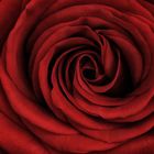 ~ red rose ~