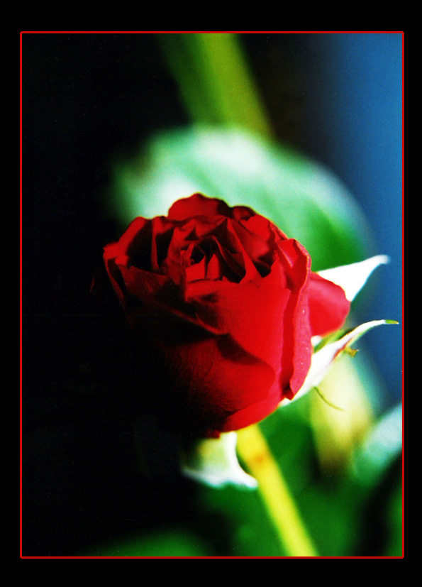 red rose - dark night