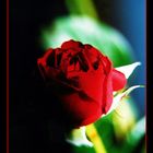 red rose - dark night
