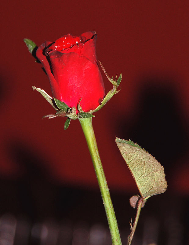 Red Rose Day