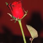 Red Rose Day