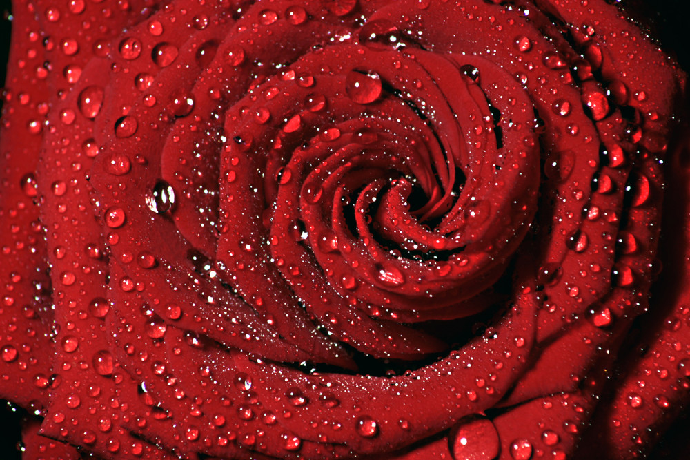 Red Rose Day