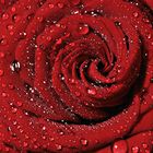 Red Rose Day